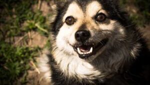 dog-366894_640