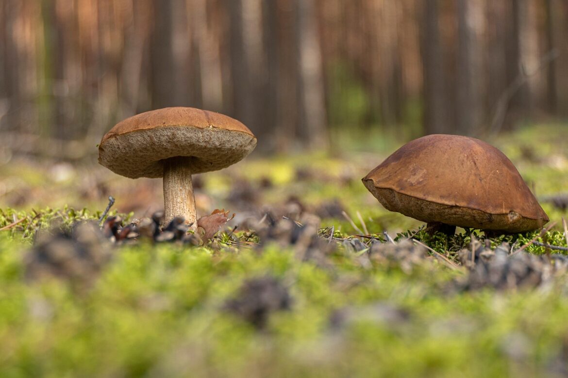 mushrooms-5582410_1280